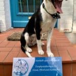 Hund Toffe mit Firmenschild