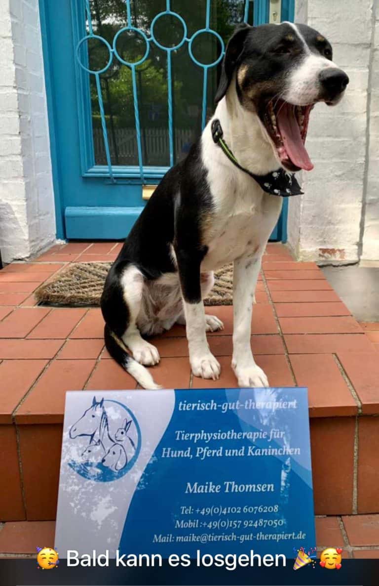 Hund Toffe mit Firmenschild