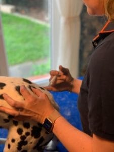 Neuraltherapie beim Hund