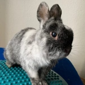 Kaninchen Mopsi auf dem Massagekissen