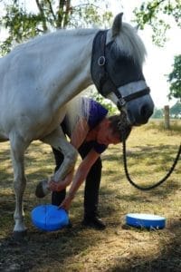 Pferd bei der Balanceübung