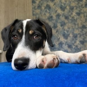 Ein Hund auf der Behandlungsliege