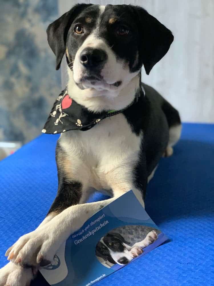 Hund Toffe mit Geschenkgutschein