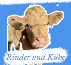 Rinder und Kühe
