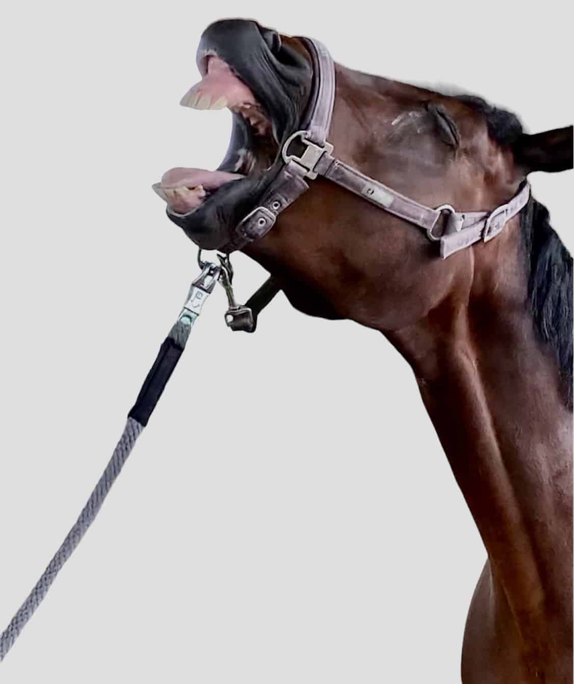 Pferd mit Ankündigung