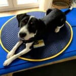 Hund Toffe bei der Magnetfeldtherapie