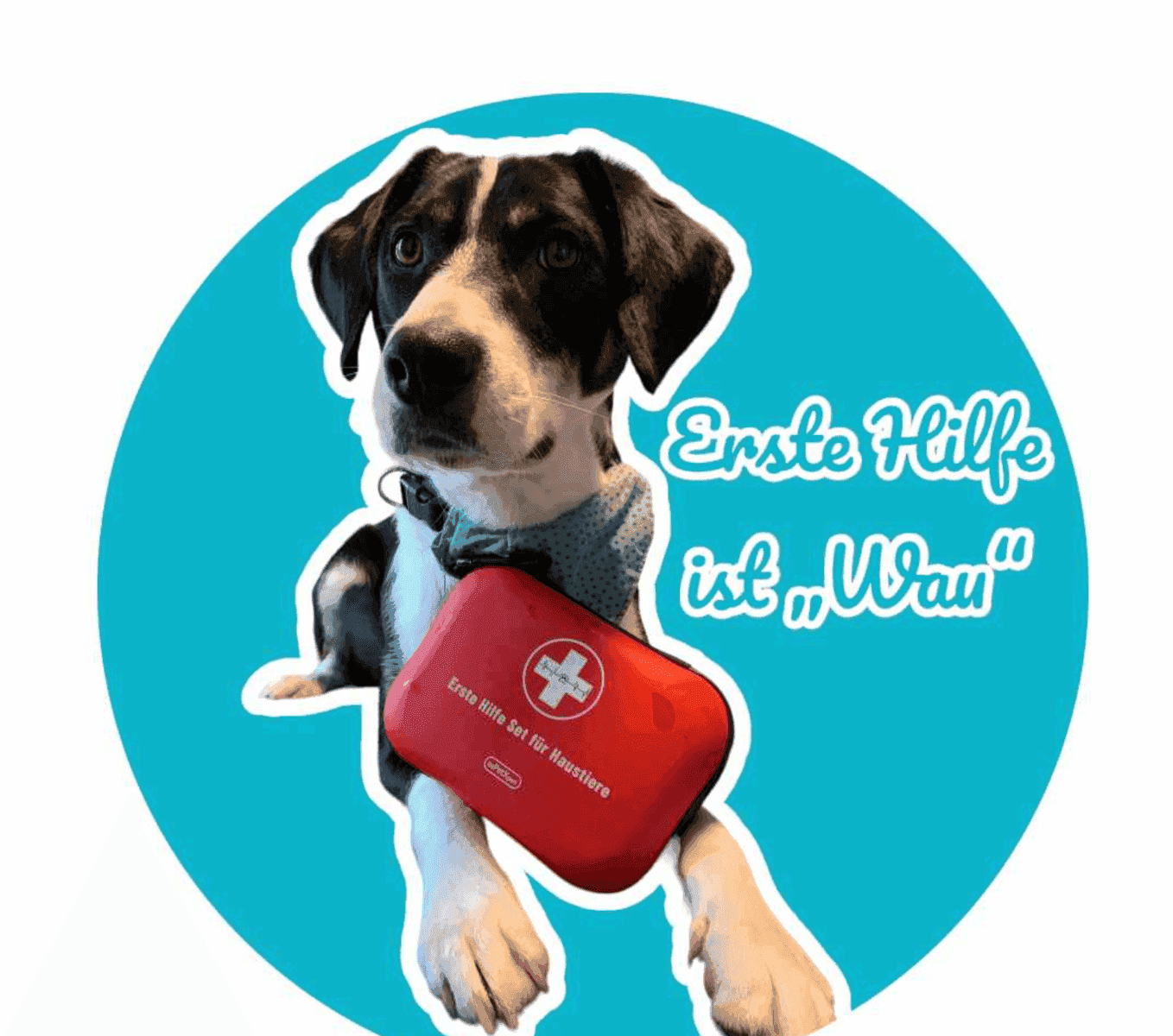 Erste Hilfe für Hunde und Katzen