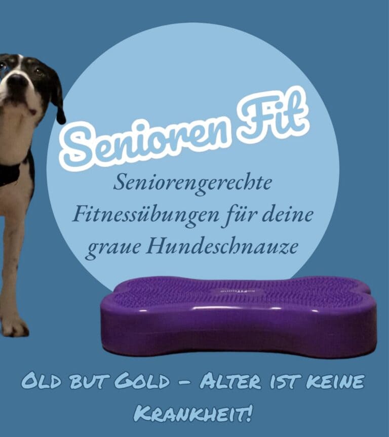 Seniorengerechte Fitnessübungen für deine graue Hundeschnauze