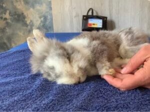 Kaninchen Gnucki bei der passiven Bewegungstherapie