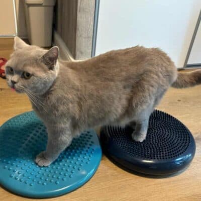 Kater Monty bei Balace-Übungen auf dem Balance-Pad