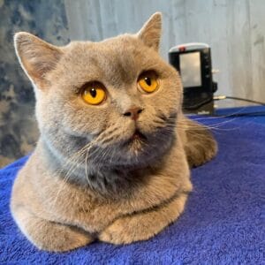 Kater Monty auf der Behandlungsliege